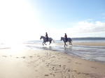 FZ010137 Horses at Three Cliffs Bay.jpg